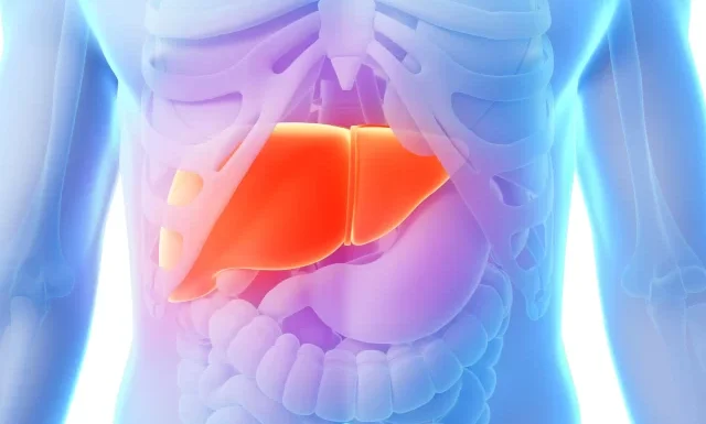 3d-rendered-illustration-male-liver